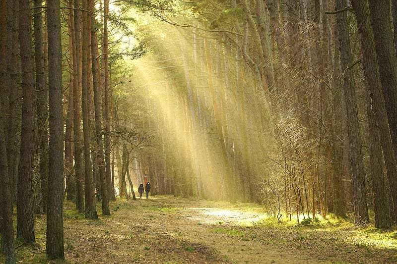 Mindful Walking in Nature